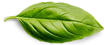 Home basil leaf